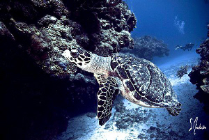 This turtle stayed right with us and was more interested ... by Steven Anderson 